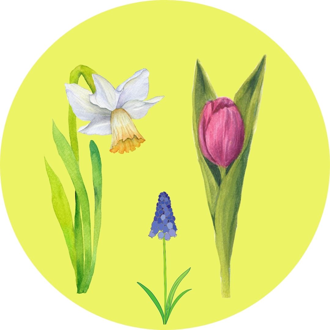 Bolletje in de grond (live)